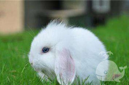 周公解()风水堂：周公解梦见白色的兔子的寓意