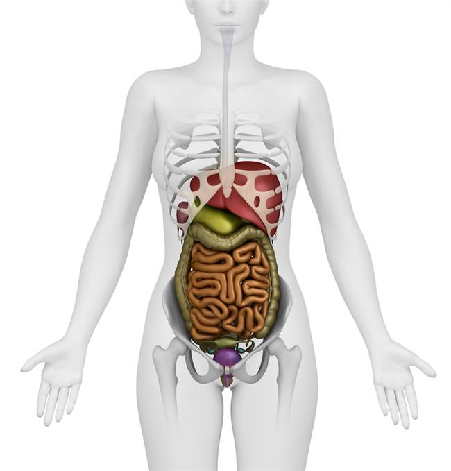 【腹部内脏结构图】女性腹部内脏图