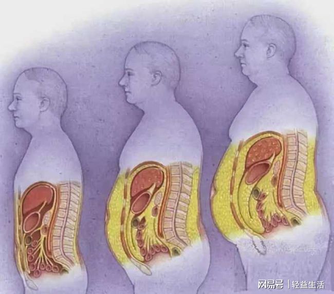 人体内脏分布结构图_人体内脏器官女性分布图_人体内脏图女性