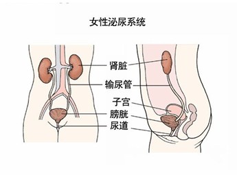 膀胱铃口尿道责罚_扣女性尿道口_女性尿道肉阜和尿道癌的区别