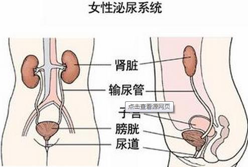 女性尿道炎的症状_女性尿道口有红点_女性尿道口