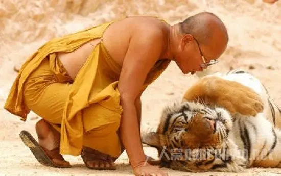 泰国僧侣与虎同住