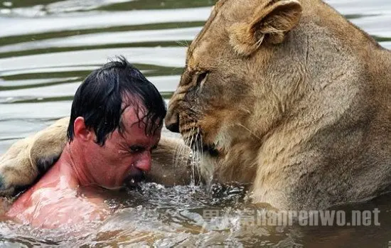 南非动物学家与狮共泳