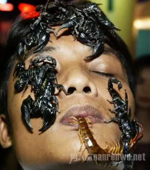 泰国“猛男”与千只蜈蚣同居28天