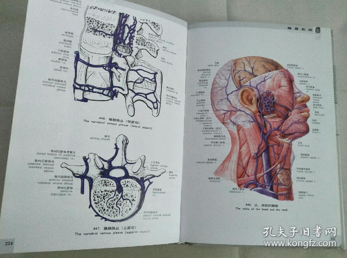 人体解剖图女人_解剖人体的照片_解剖人体女人图片高清
